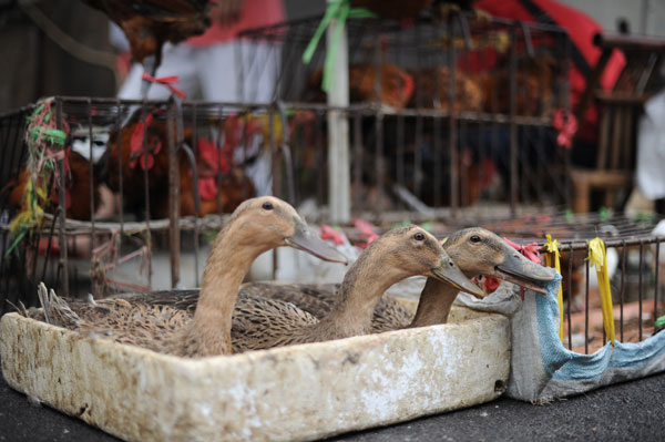 Shanghai Tourist Mission: ducks for dinner